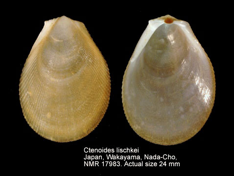 Ctenoides lischkei.jpg - Ctenoides lischkei(Lamy,1930)